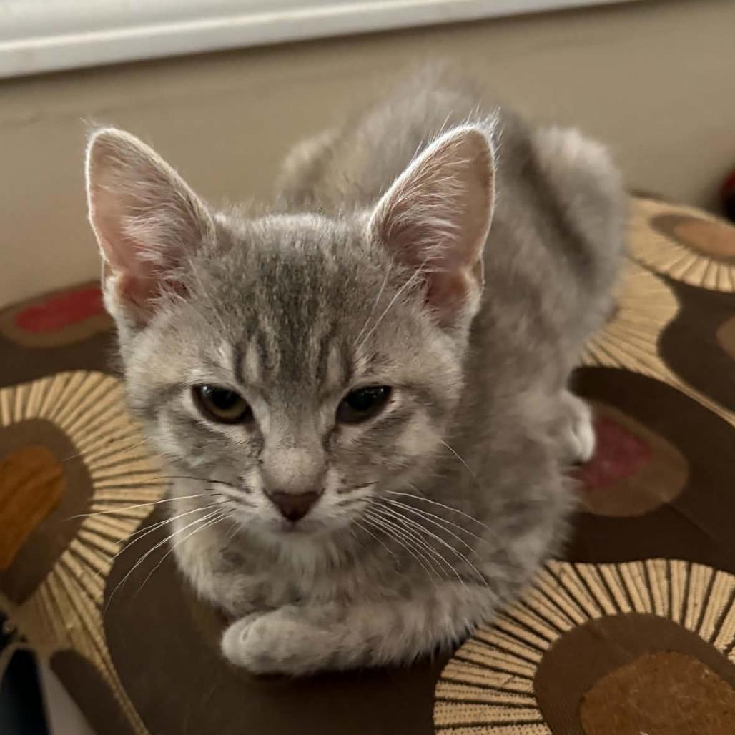 Clover (kitten), a Adoptable mixed breed in Overland Park, KS image 4/5