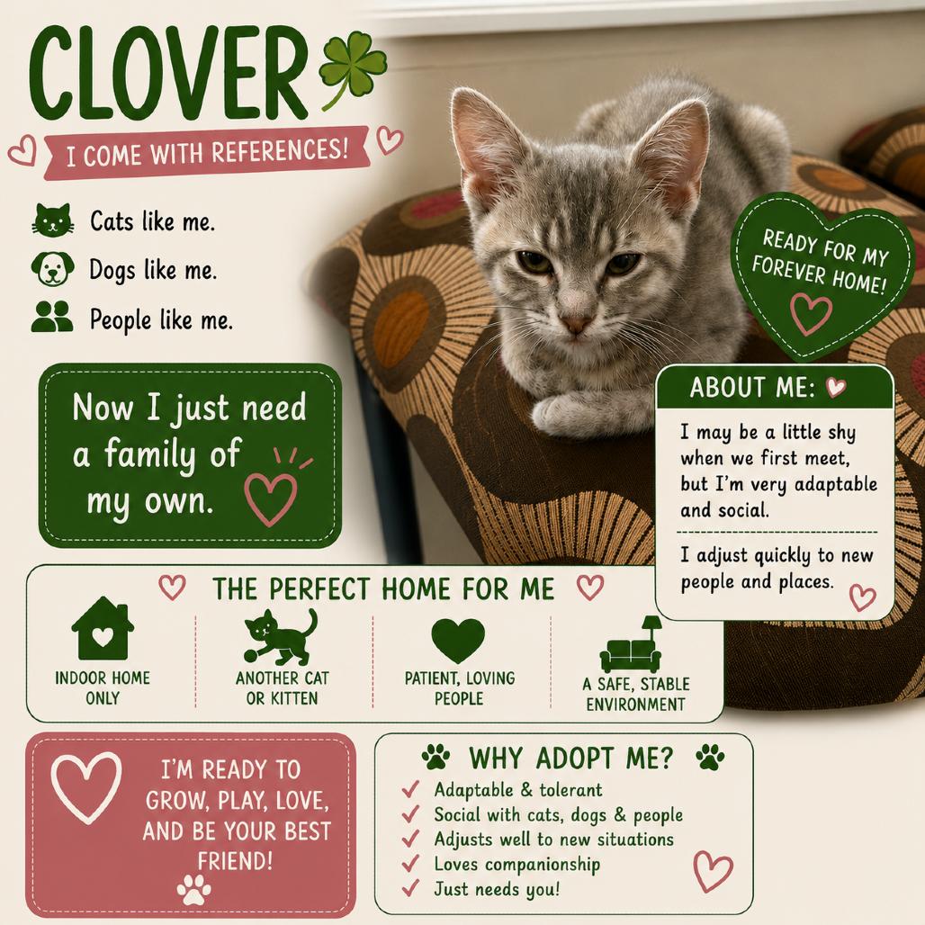Clover (kitten), a Adoptable mixed breed in Overland Park, KS image 1/5