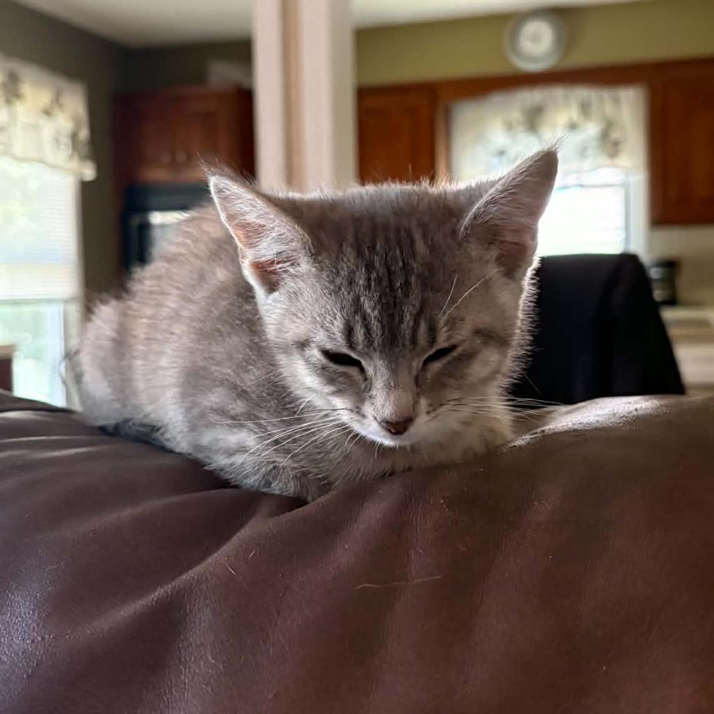 Clover (kitten), a Adoptable mixed breed in Overland Park, KS image 3/5