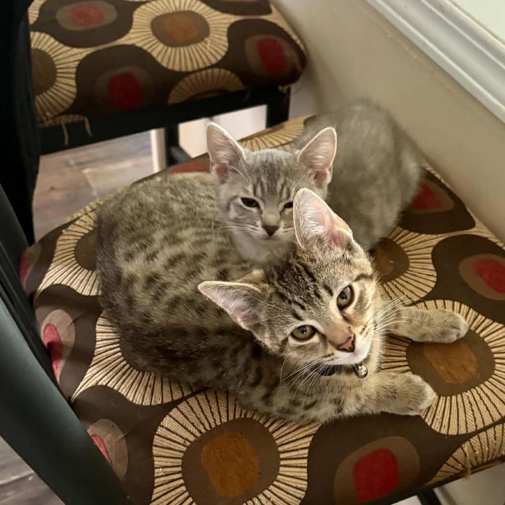 Clover (kitten), a Adoptable mixed breed in Overland Park, KS image 5/5