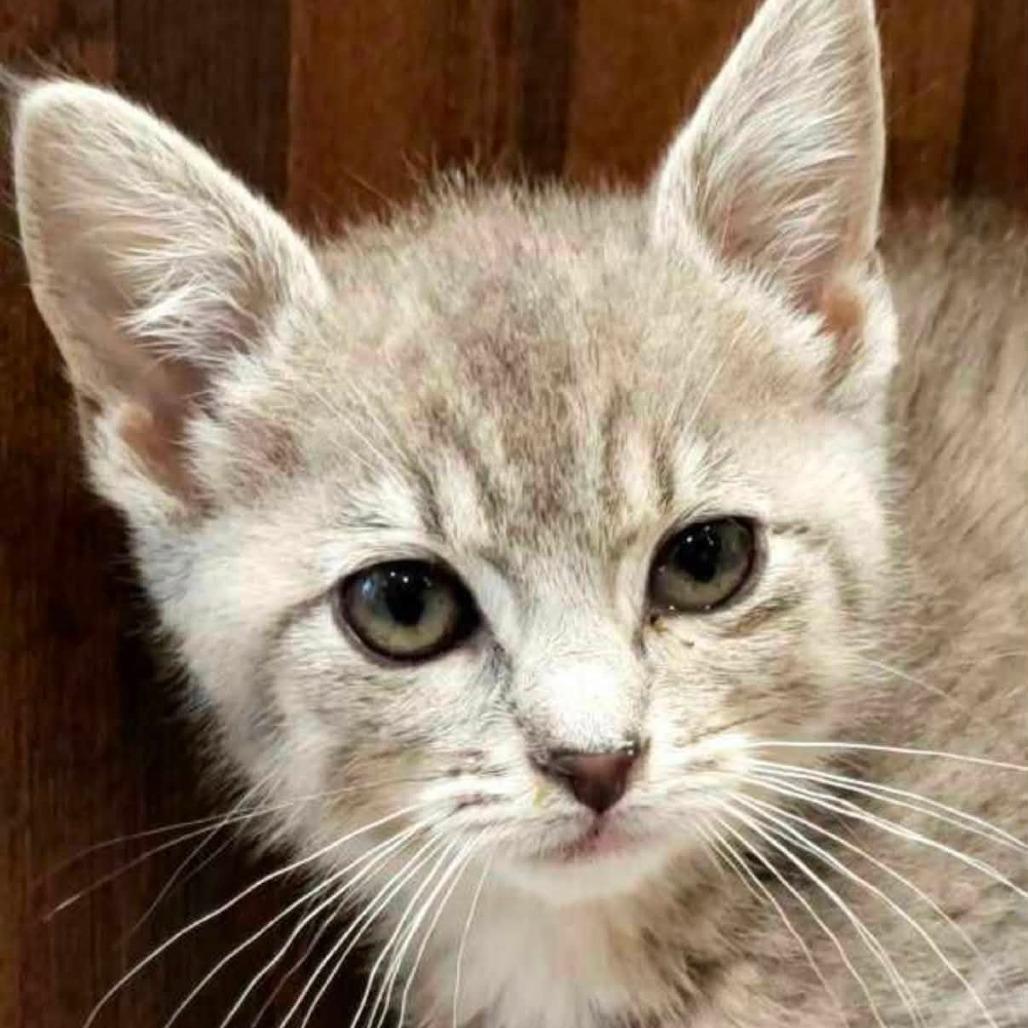 Clover (kitten), Adoptable, Kitten Female Domestic Short Hair & Domestic Short Hair.