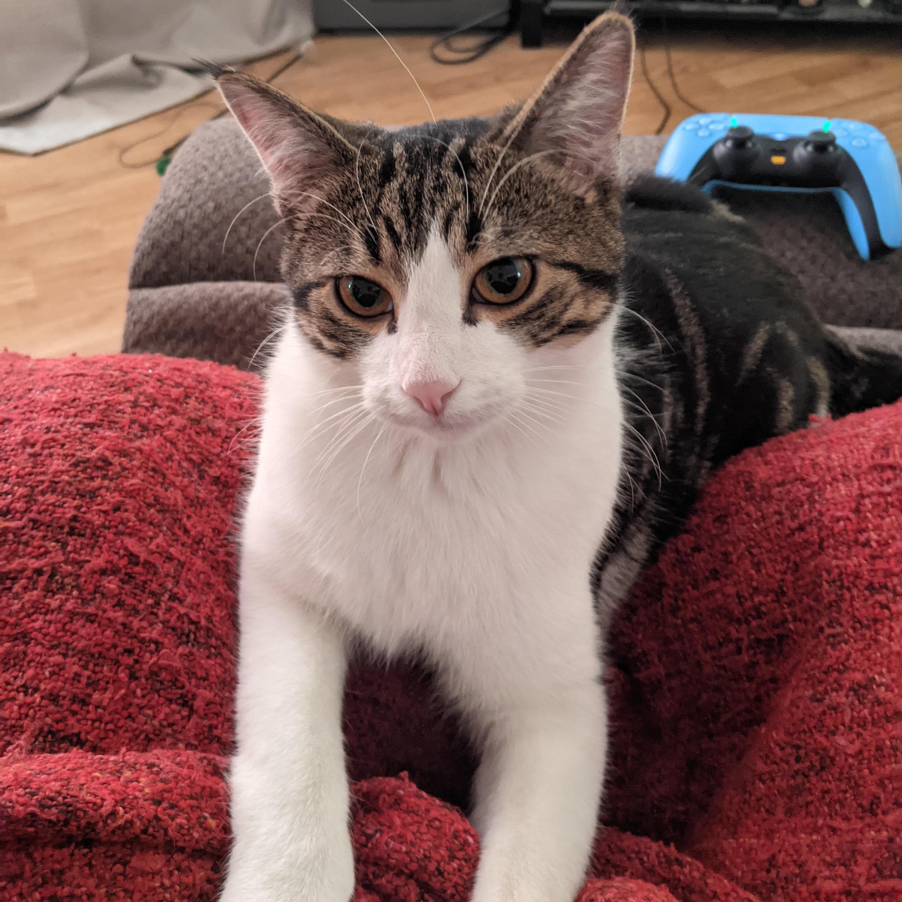 Milo, adoptable, Young Female Domestic Short Hair.