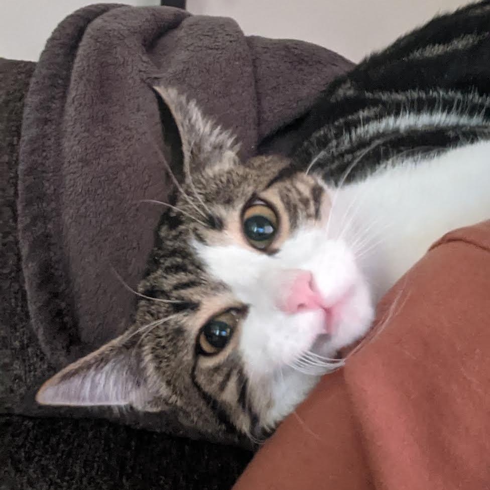 Milo, an adoptable Domestic Short Hair in Morden, MB image 3/4