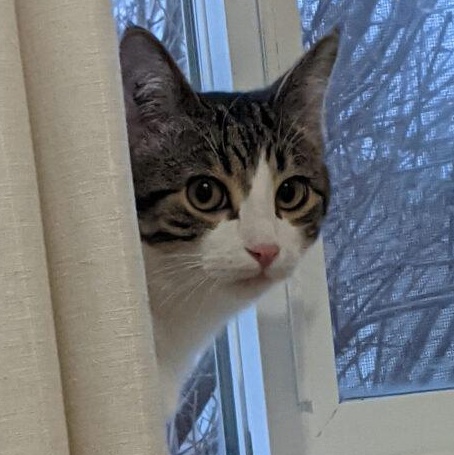 Enlarge Milo, a ADOPTABLE Domestic Short Hair in Morden, MB image 1/1