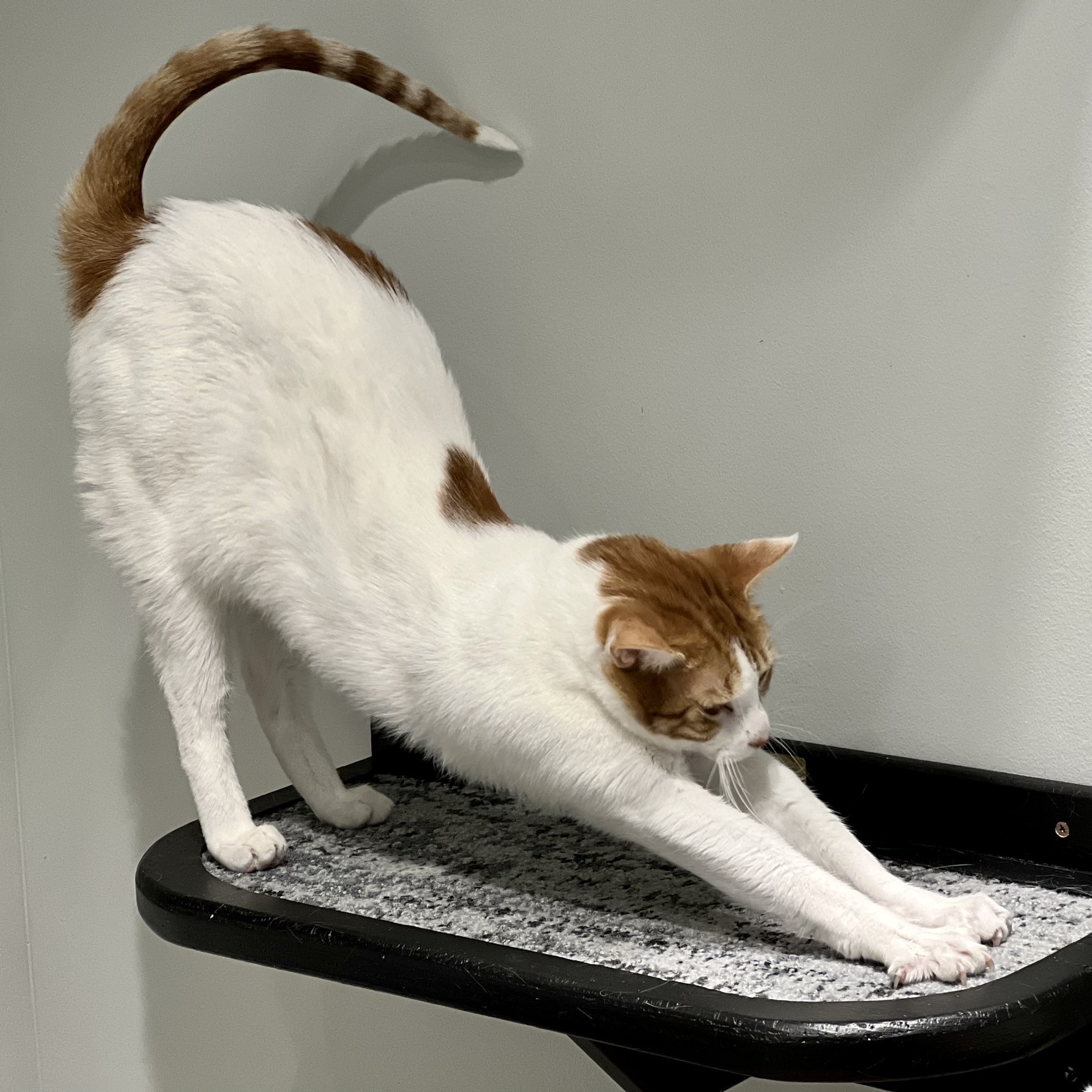 Snagglepus, Adoptable, Young Male Domestic Short Hair.