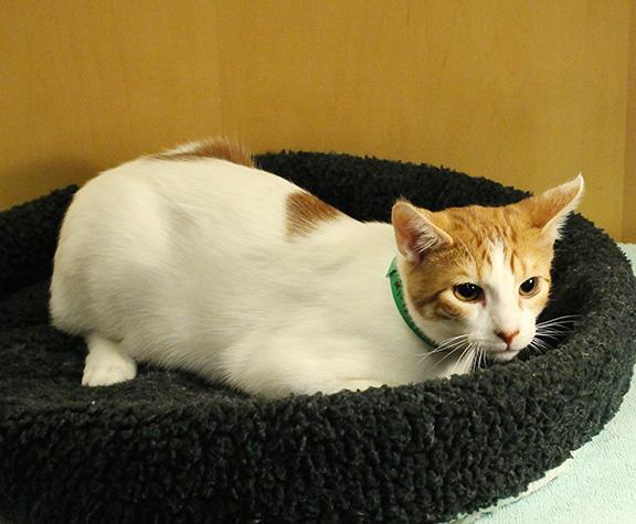 Enlarge Snagglepus, a Adoptable mixed breed in Overland Park, KS image 2/8