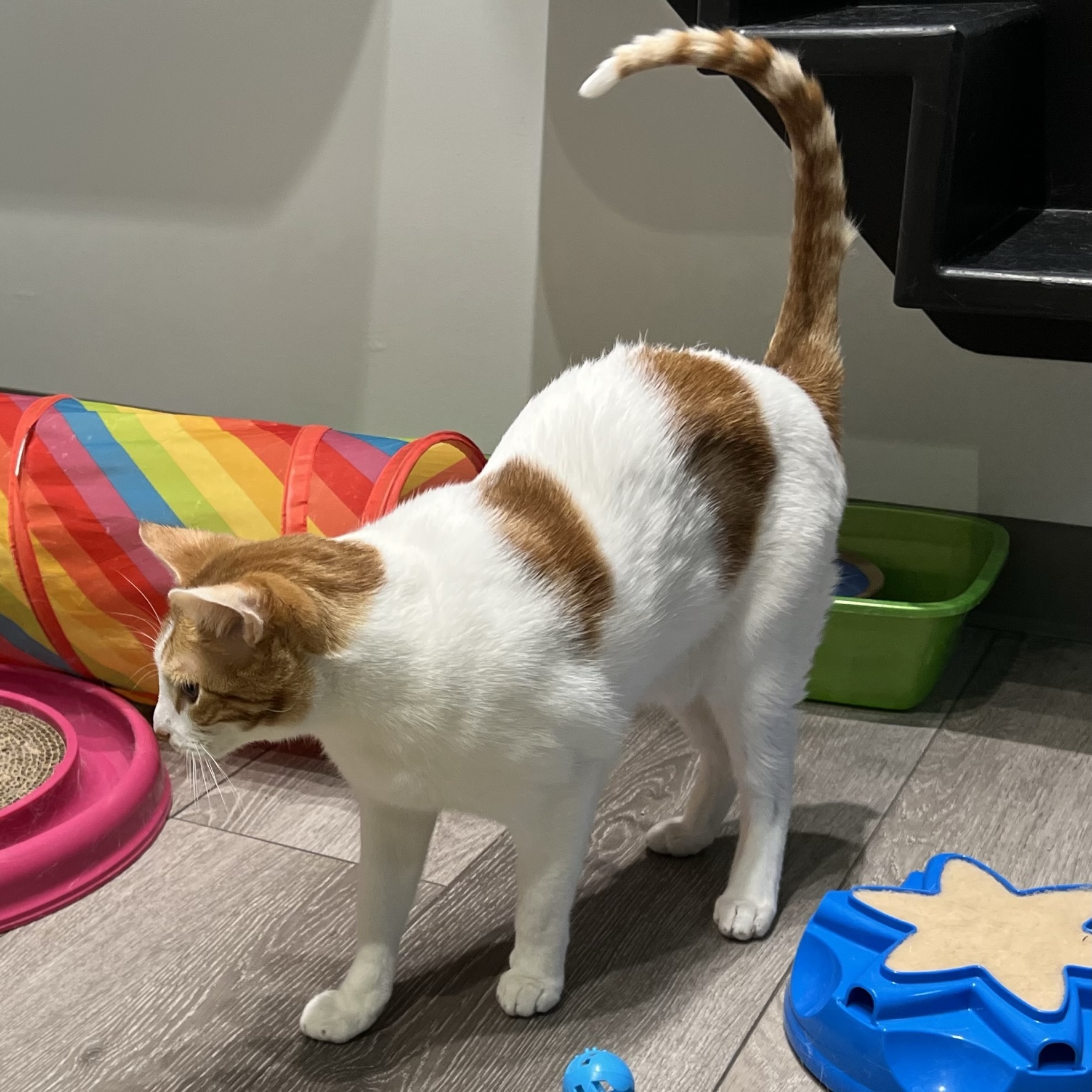 Enlarge Snagglepus, a Adoptable mixed breed in Overland Park, KS image 3/8