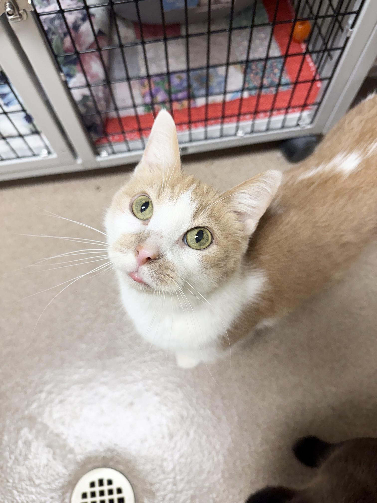 Steven - looking for a human to cuddle with, a ADOPTABLE Domestic Short Hair in Oshkosh, WI image 6/6