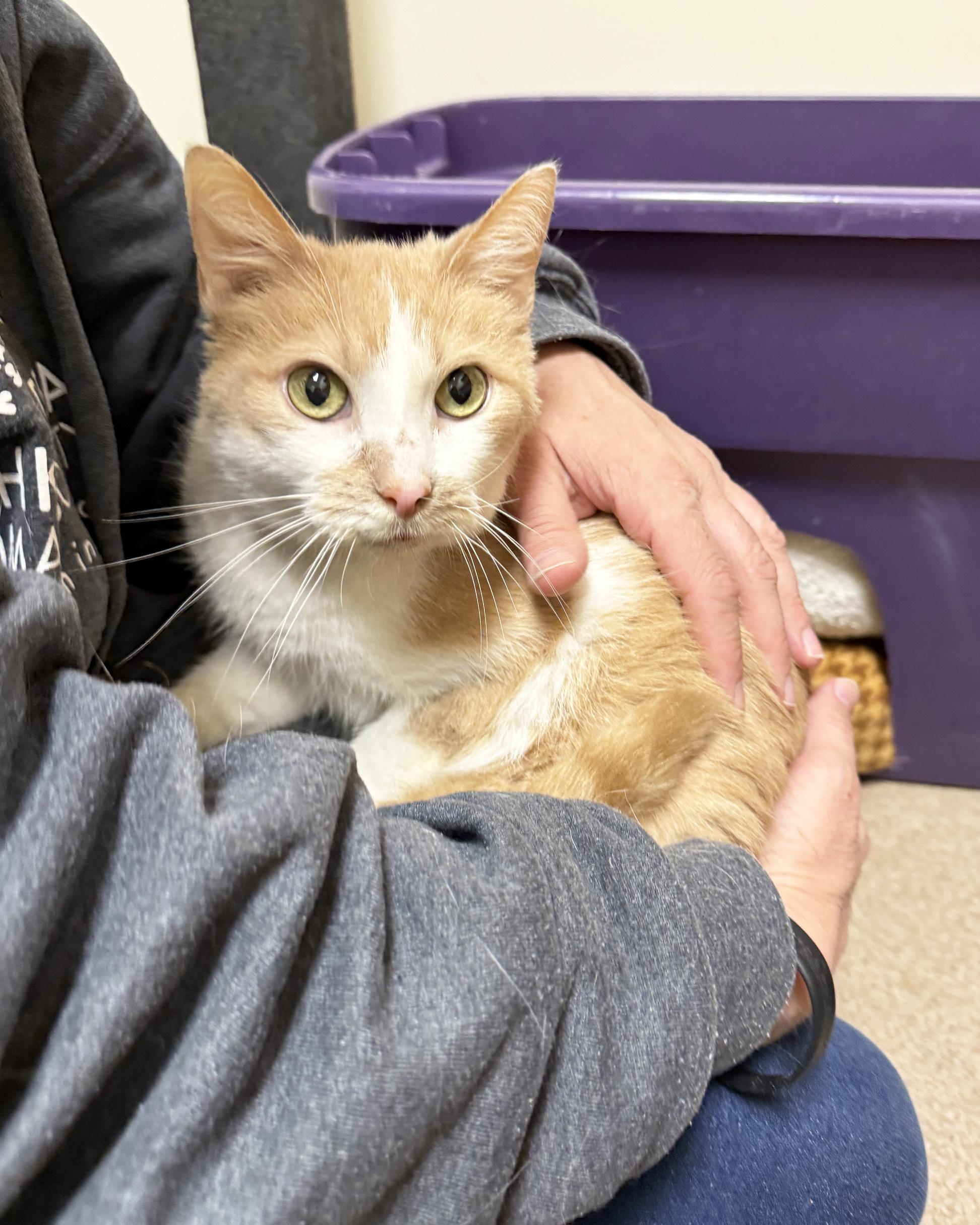 Steven - looking for a human to cuddle with, ADOPTABLE, Senior Male Domestic Short Hair.