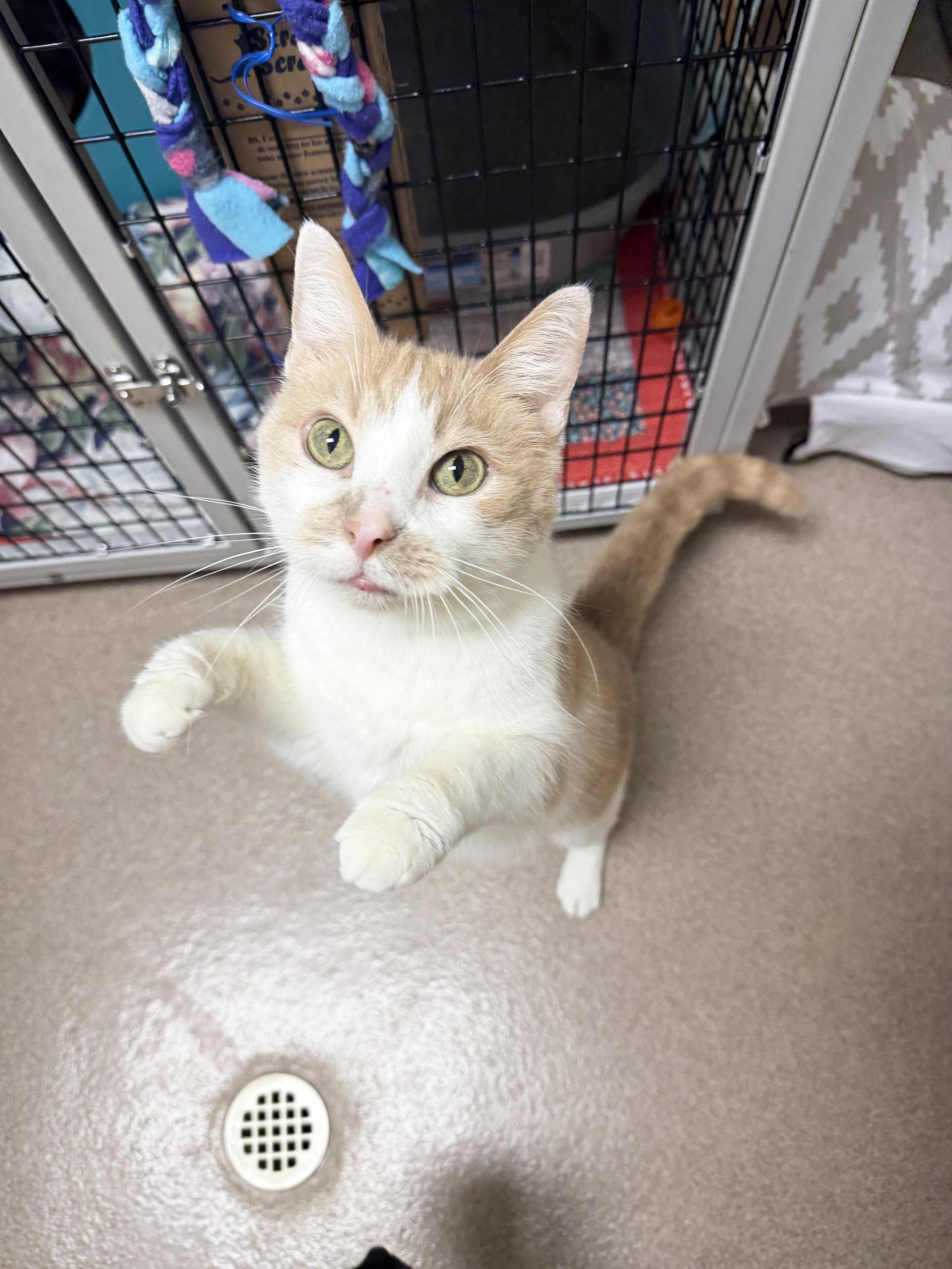 Steven - looking for a human to cuddle with, a ADOPTABLE Domestic Short Hair in Oshkosh, WI image 3/6