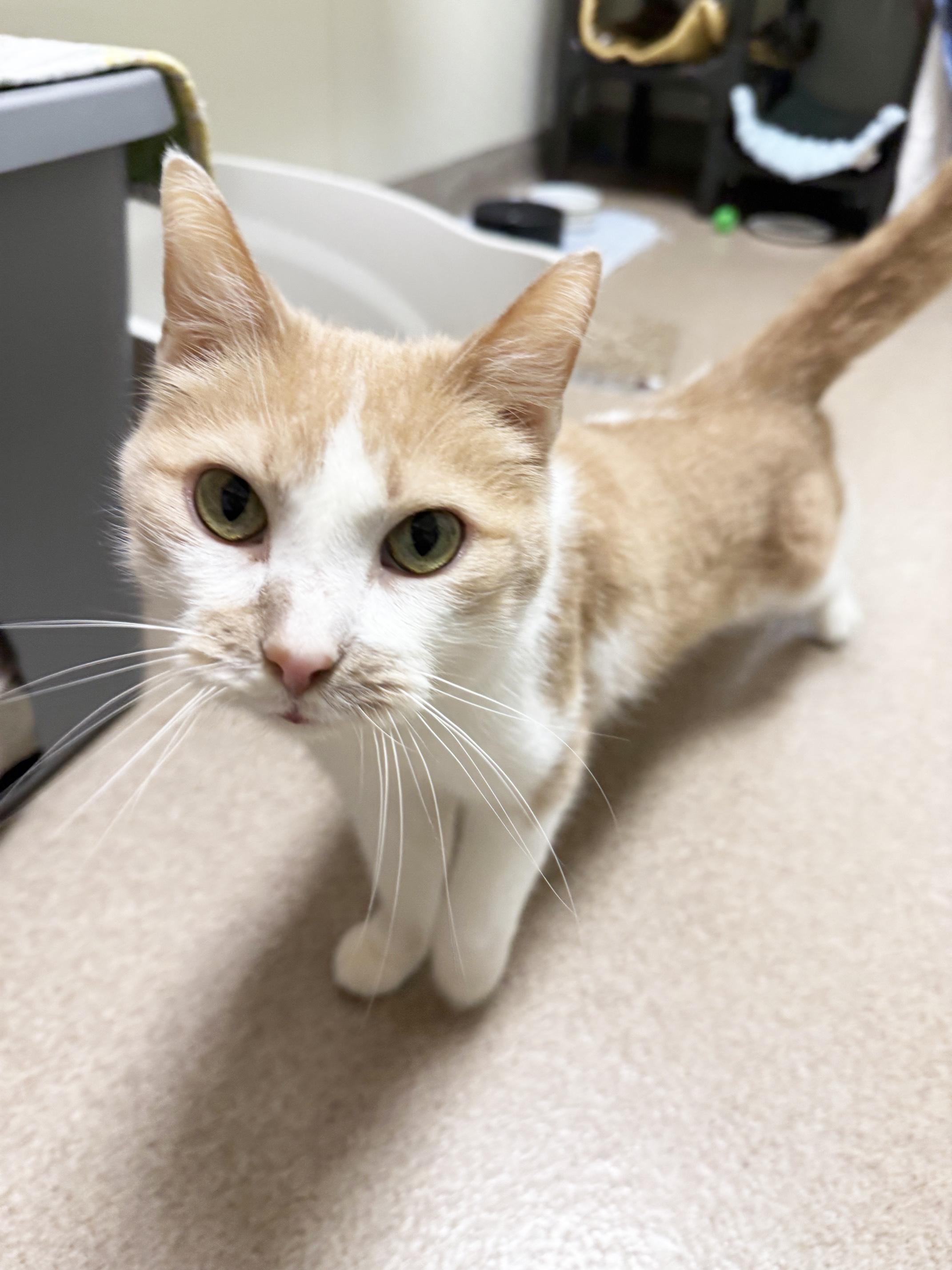 Steven - looking for a human to cuddle with, a ADOPTABLE Domestic Short Hair in Oshkosh, WI image 2/6
