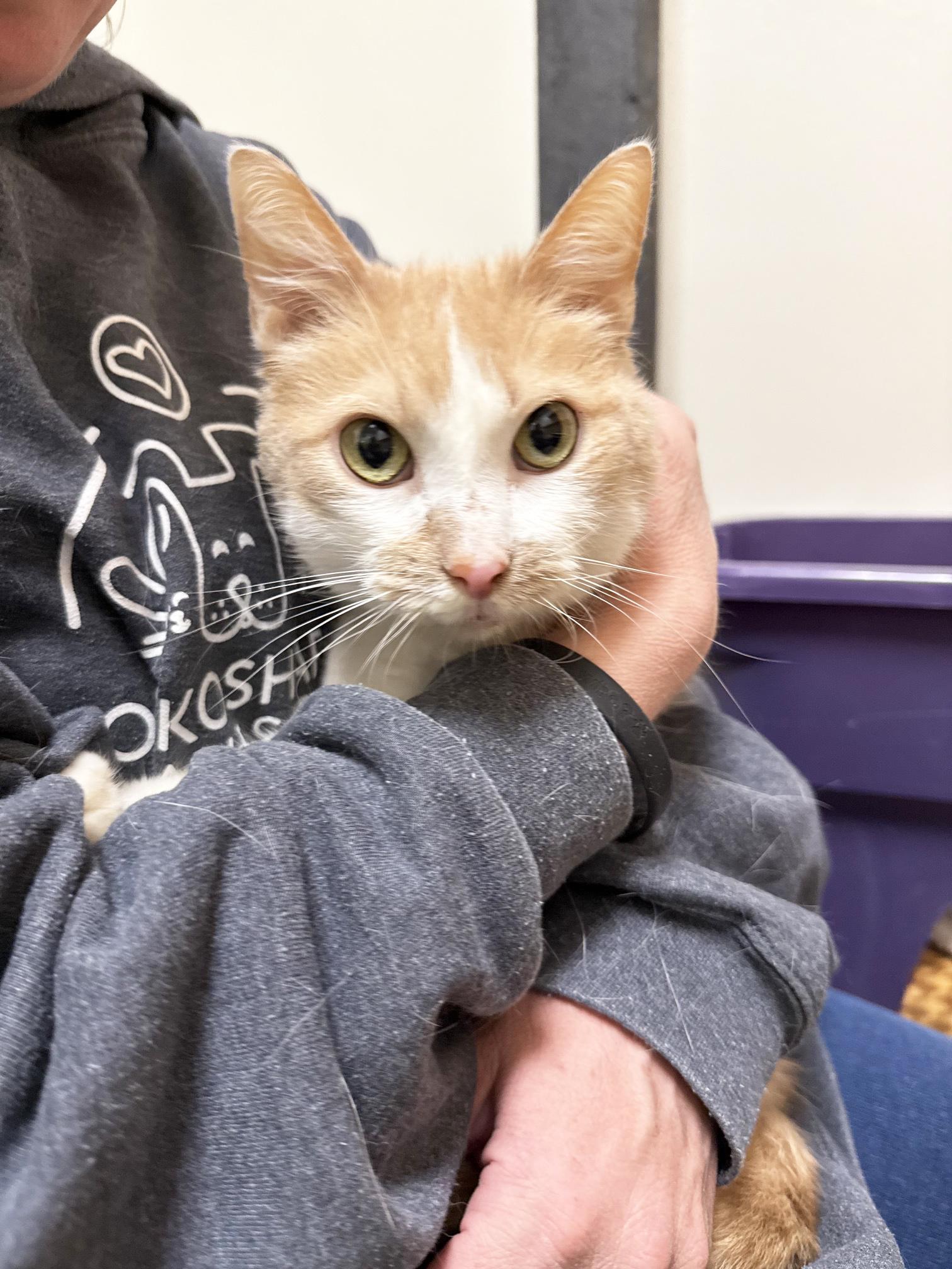Steven - looking for a human to cuddle with, a ADOPTABLE Domestic Short Hair in Oshkosh, WI image 4/6