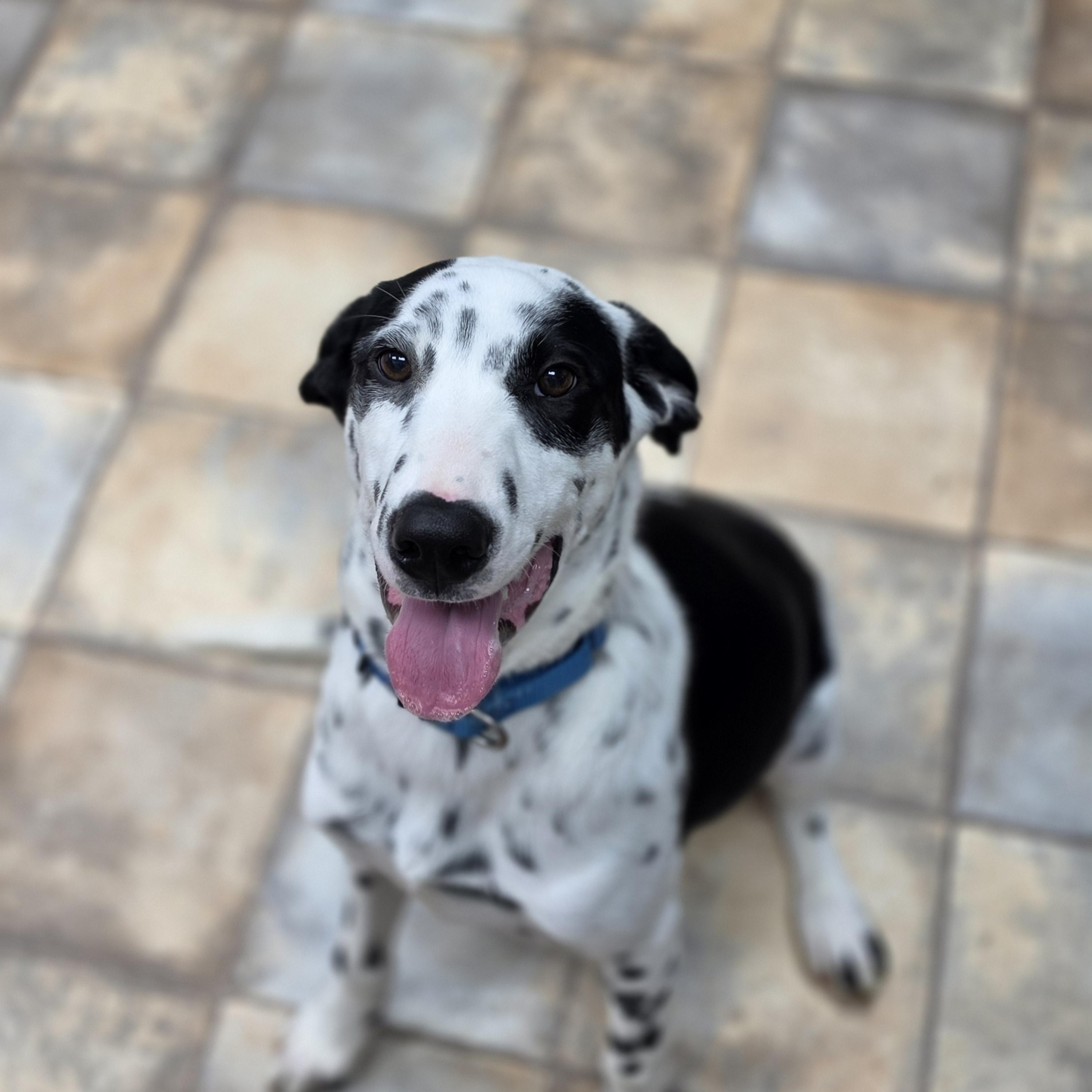 Enlarge Pongo, a Adoptable mixed breed in Neillsville, WI image 5/6