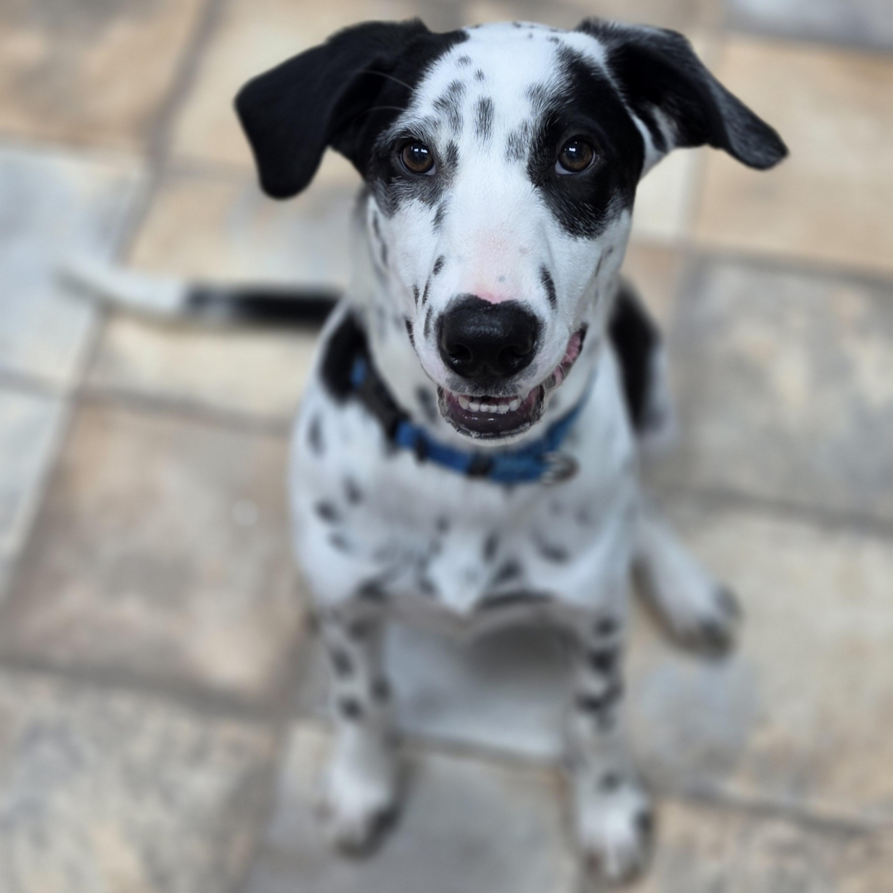 Enlarge Pongo, a Adoptable mixed breed in Neillsville, WI image 3/6