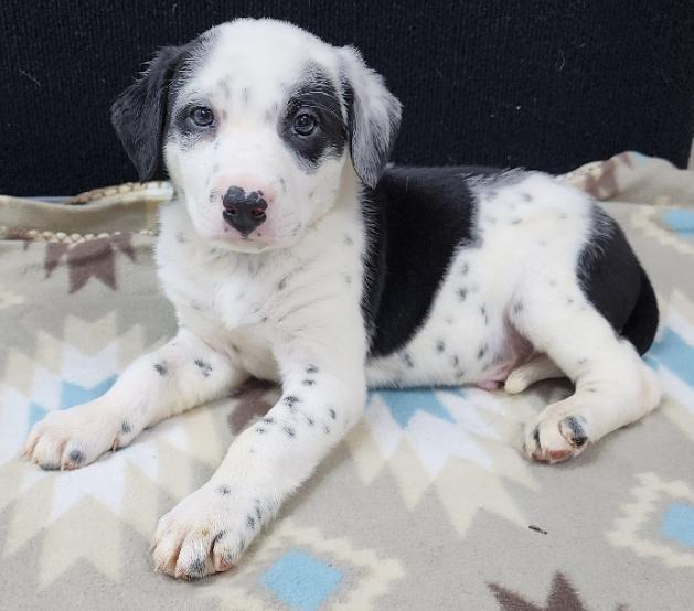 Pongo, an adopted mixed breed in Neillsville, WI image 3/4