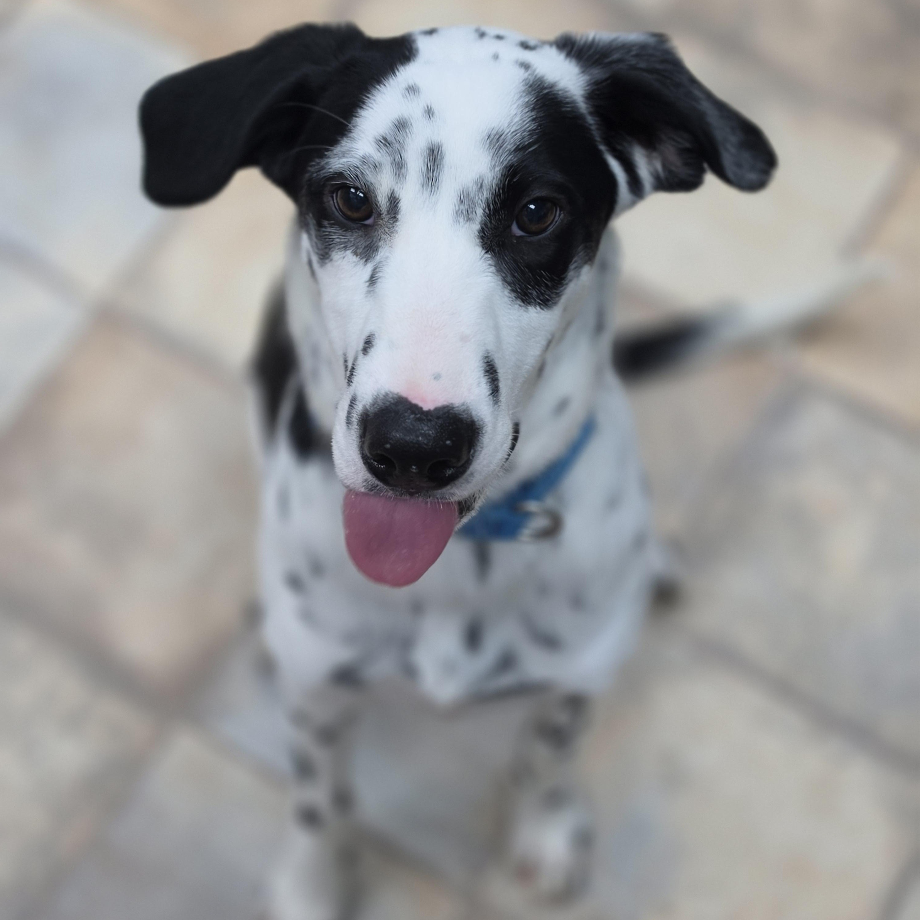 Enlarge Pongo, a Adoptable mixed breed in Neillsville, WI image 2/6