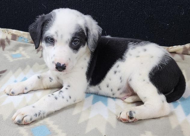 Pongo, an adopted mixed breed in Neillsville, WI image 4/4