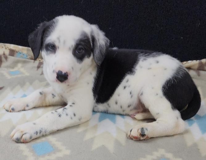 Pongo, an adopted mixed breed in Neillsville, WI image 2/4