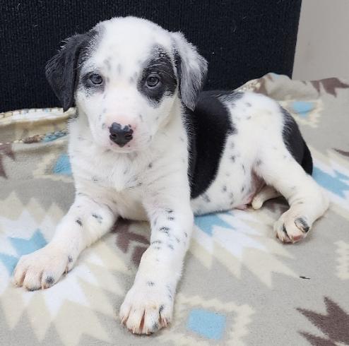 Pongo, adopted, Puppy Male Dalmatian.