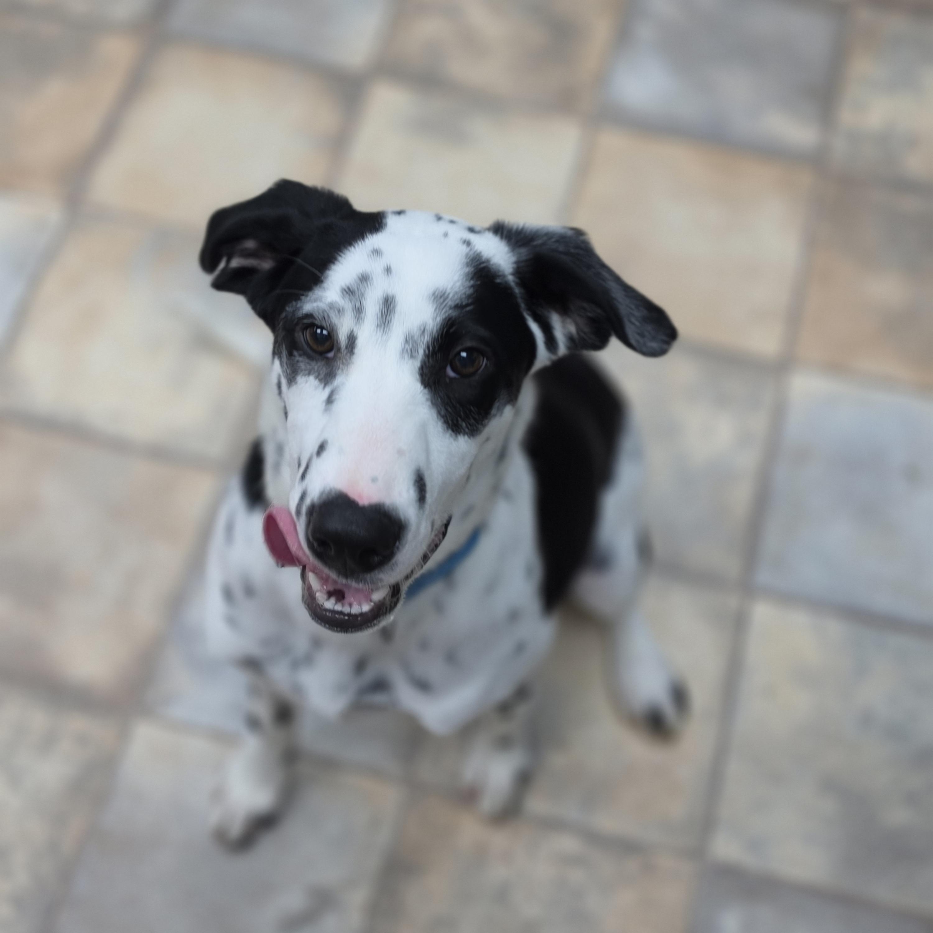 Enlarge Pongo, a Adoptable mixed breed in Neillsville, WI image 4/6
