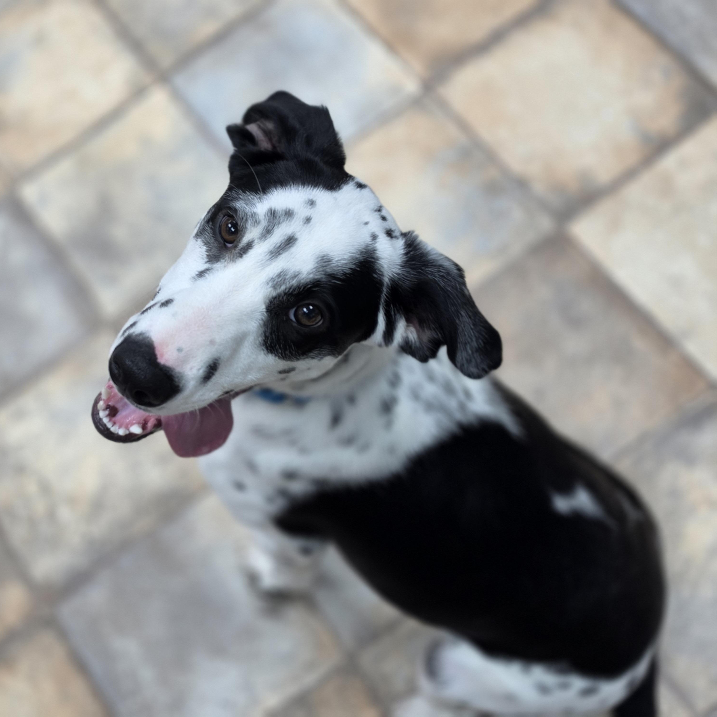 Enlarge Pongo, a Adoptable mixed breed in Neillsville, WI image 6/6