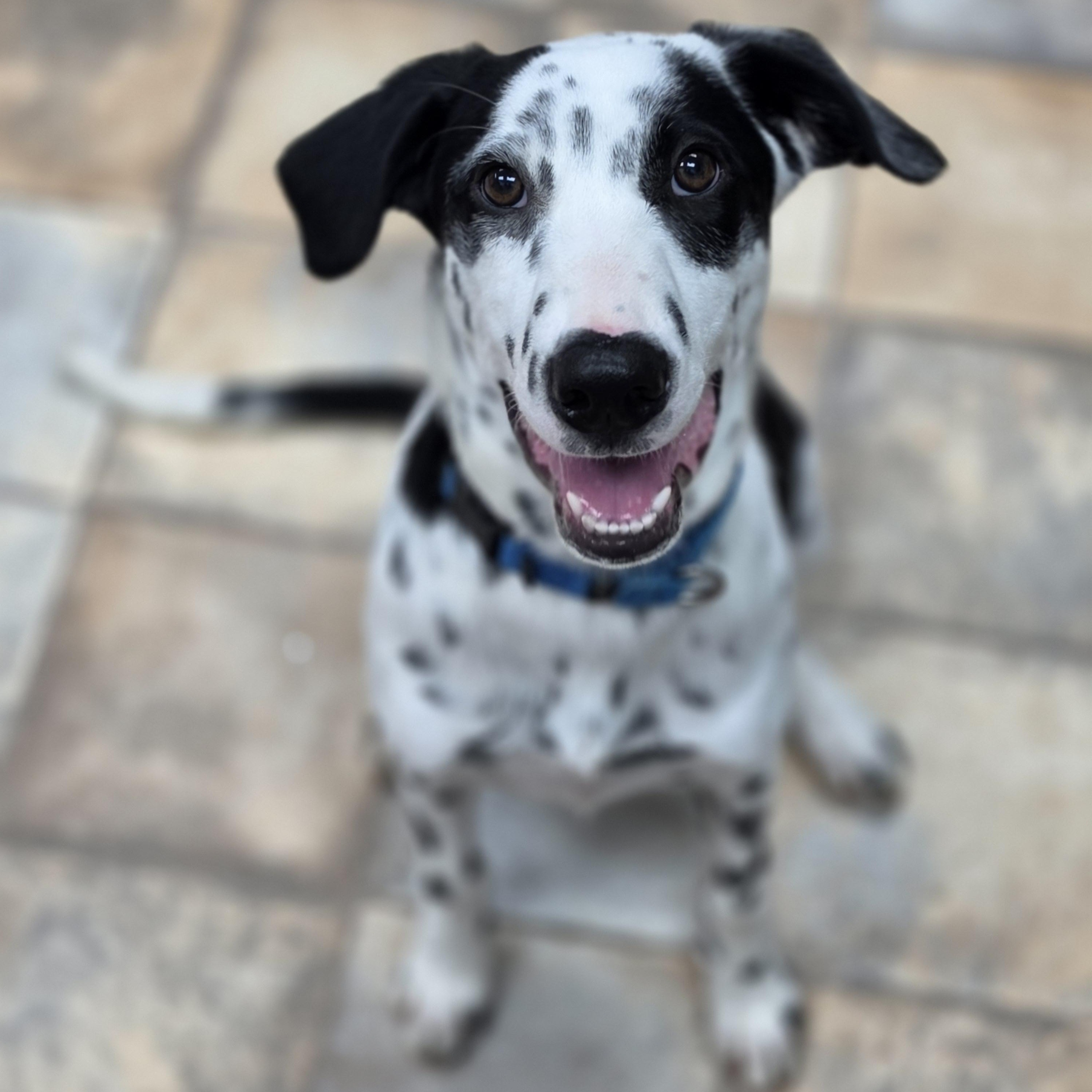 Enlarge Pongo, a Adoptable mixed breed in Neillsville, WI image 1/6