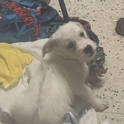 Anubis Finch, Adoptable, Puppy Male Terrier & Mixed Breed.