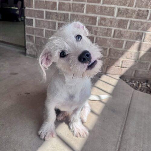 Anubis Finch, a Adoptable mixed breed in Broken Arrow, OK image 1/5