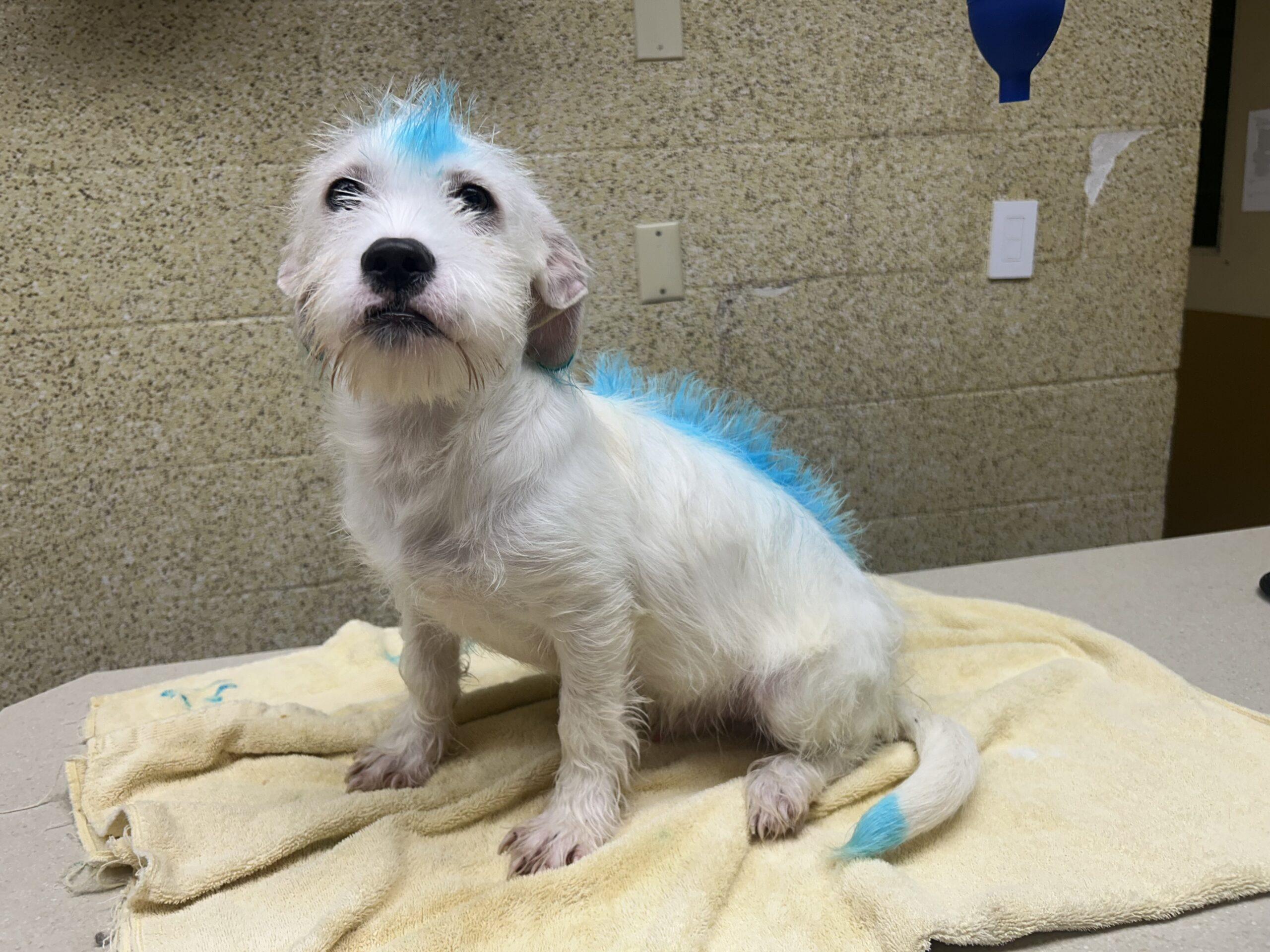 Anubis Finch, a Adoptable mixed breed in Broken Arrow, OK image 2/5
