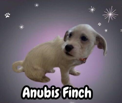 Anubis Finch, a Adoptable mixed breed in Broken Arrow, OK image 2/3