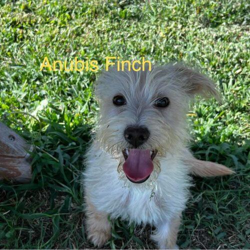 Anubis Finch, a Adoptable mixed breed in Broken Arrow, OK image 3/5