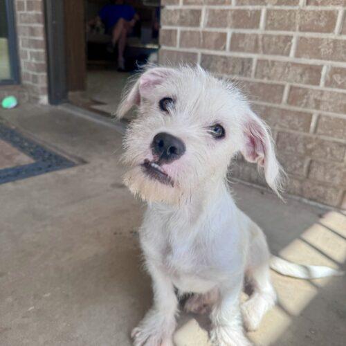 Anubis Finch, a Adoptable mixed breed in Broken Arrow, OK image 4/5