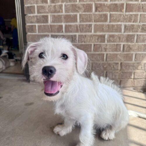Anubis Finch, a Adoptable mixed breed in Broken Arrow, OK image 5/5
