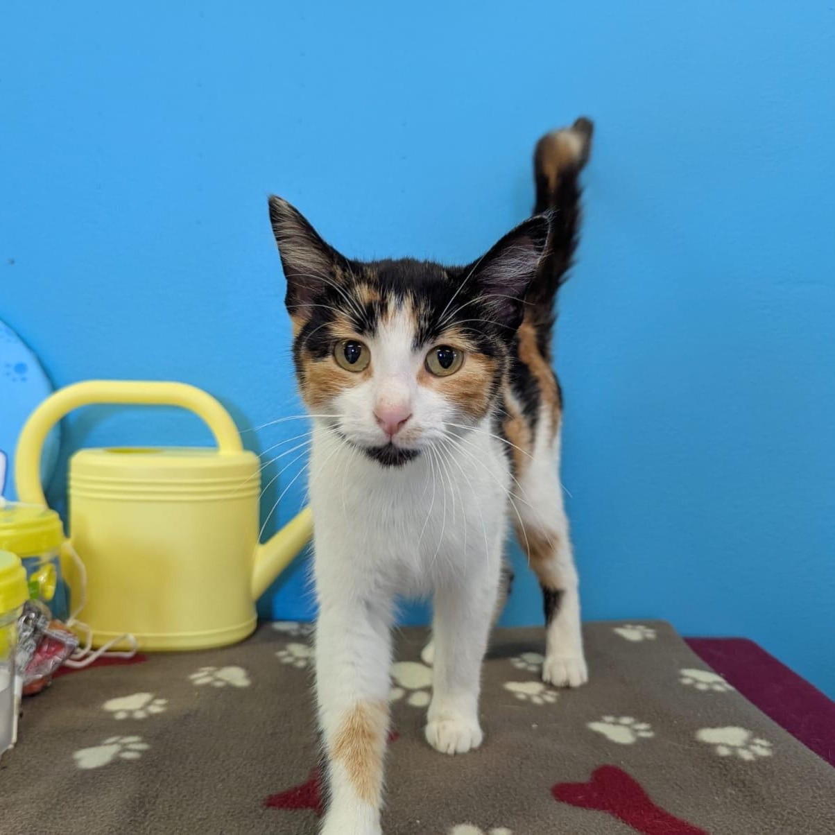 Charley B, ADOPTABLE, Young Female Domestic Short Hair.