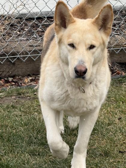 Enlarge Stormy, a ADOPTABLE mixed breed in Hamilton, MT image 2/4