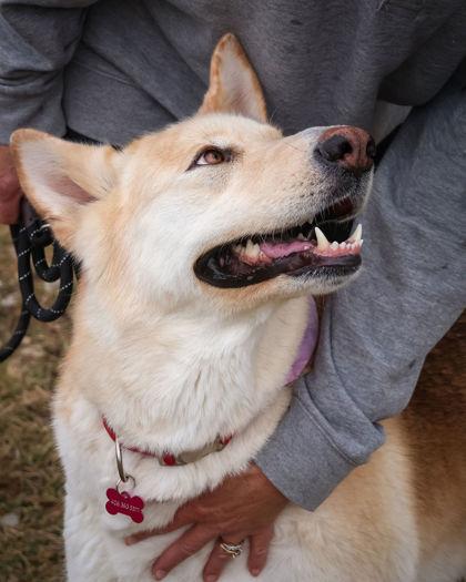 Enlarge Stormy, a ADOPTABLE mixed breed in Hamilton, MT image 2/5