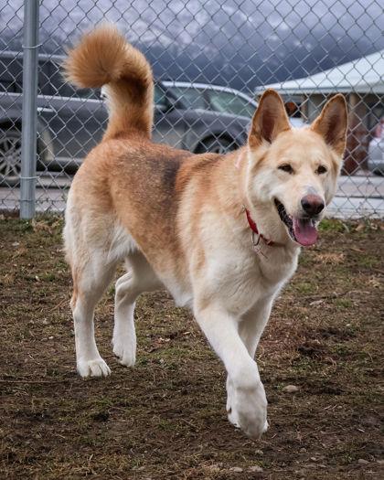 Enlarge Stormy, a ADOPTABLE mixed breed in Hamilton, MT image 3/5