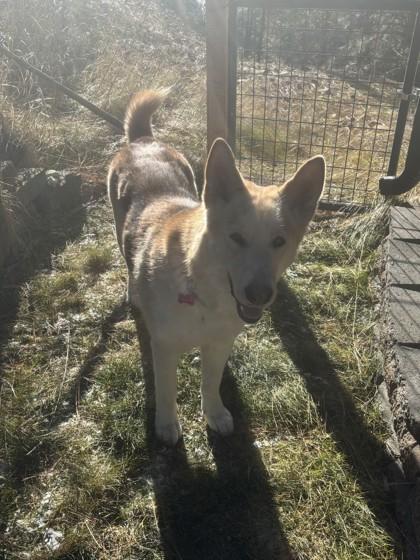 Enlarge Stormy, a ADOPTABLE mixed breed in Hamilton, MT image 4/5