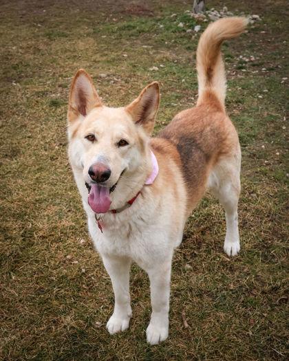 Enlarge Stormy, a ADOPTABLE mixed breed in Hamilton, MT image 1/5