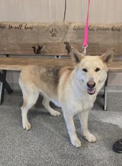 Stormie, ADOPTABLE, Young Female Alaskan Malamute.