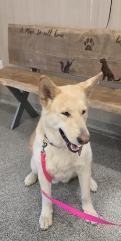 Stormie, a ADOPTABLE mixed breed in Hamilton, MT image 2/2