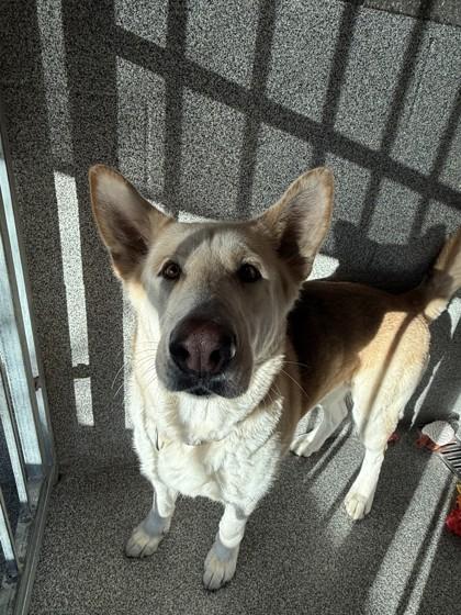 Enlarge Stormy, a ADOPTABLE mixed breed in Hamilton, MT image 1/4