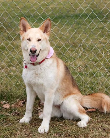 Enlarge Stormy, a ADOPTABLE mixed breed in Hamilton, MT image 5/5