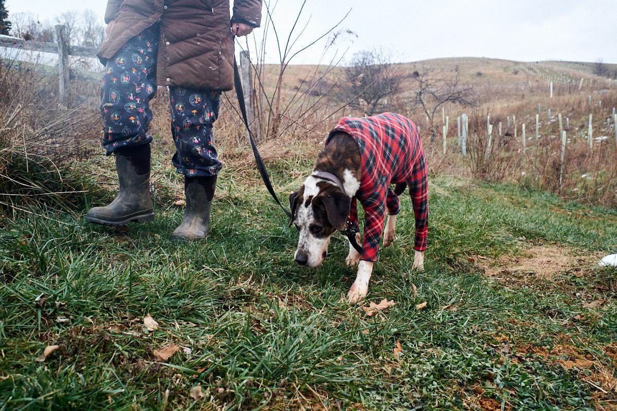 Copper, a Adoptable Hound in Floyd, VA image 5/6