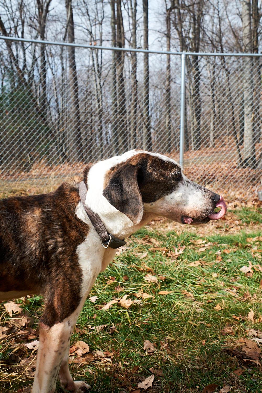 Enlarge Copper, a Adoptable Hound in Floyd, VA image 1/6