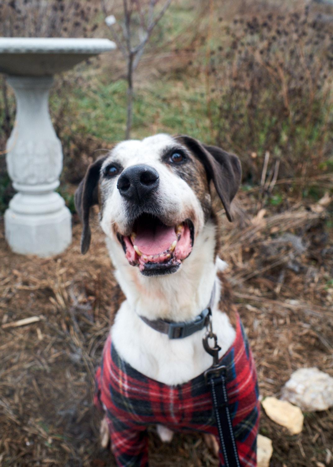 Copper, Adoptable, Senior Male Hound.