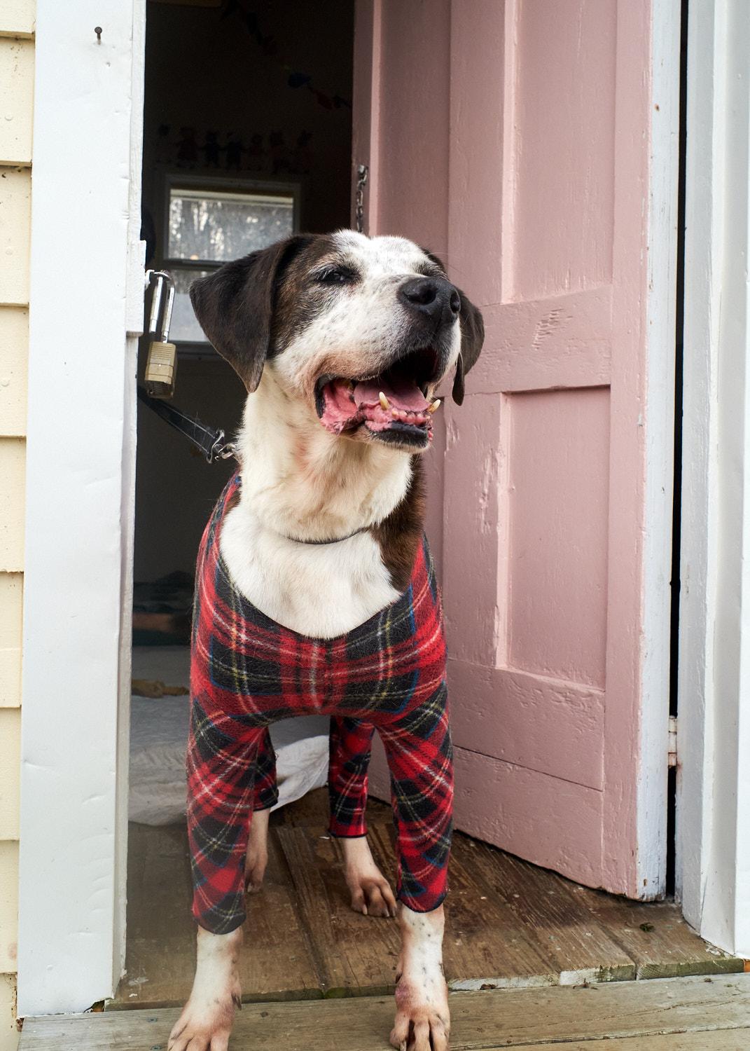Copper, a Adoptable Hound in Floyd, VA image 2/6
