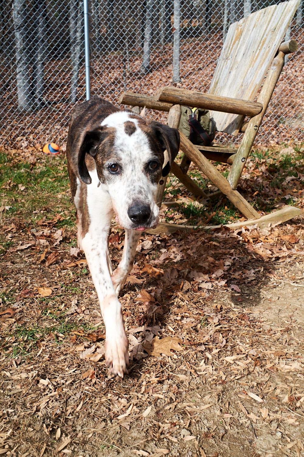 Enlarge Copper, a Adoptable Hound in Floyd, VA image 3/6
