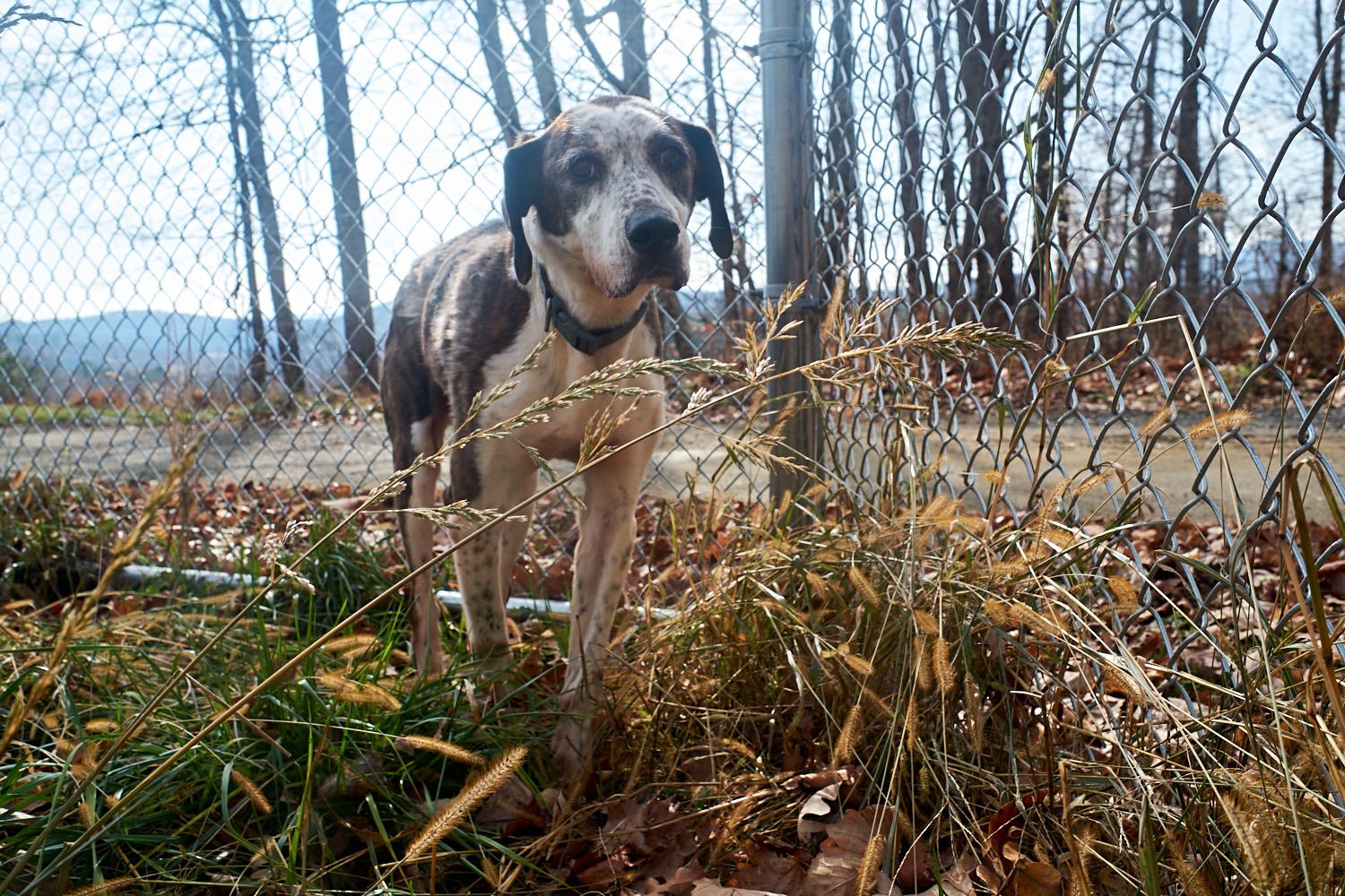 Enlarge Copper, a Adoptable Hound in Floyd, VA image 4/6