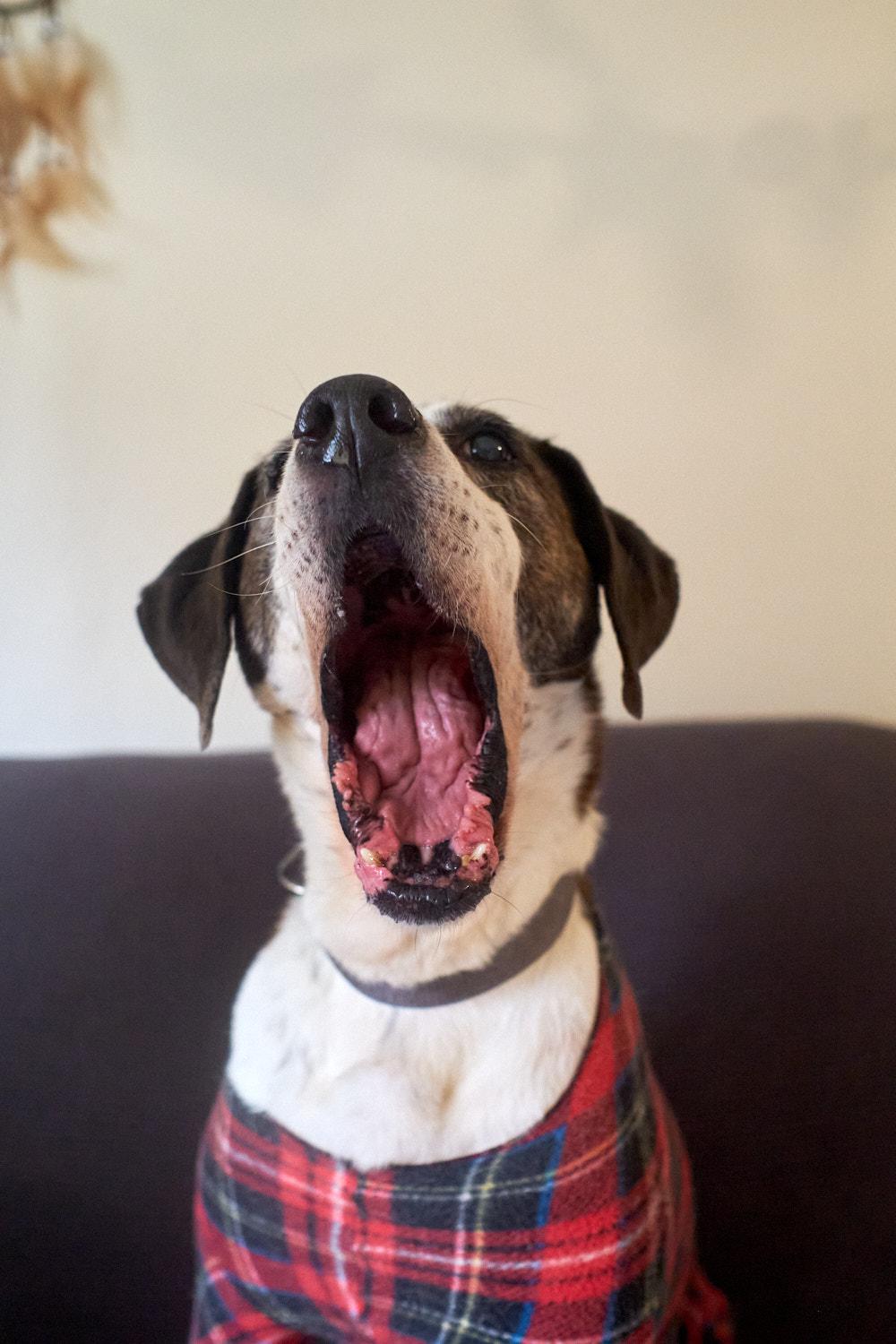 Copper, a Adoptable Hound in Floyd, VA image 4/6